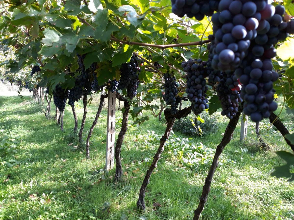 Agriturismo Villa Stella Rivoli Veronese المظهر الخارجي الصورة